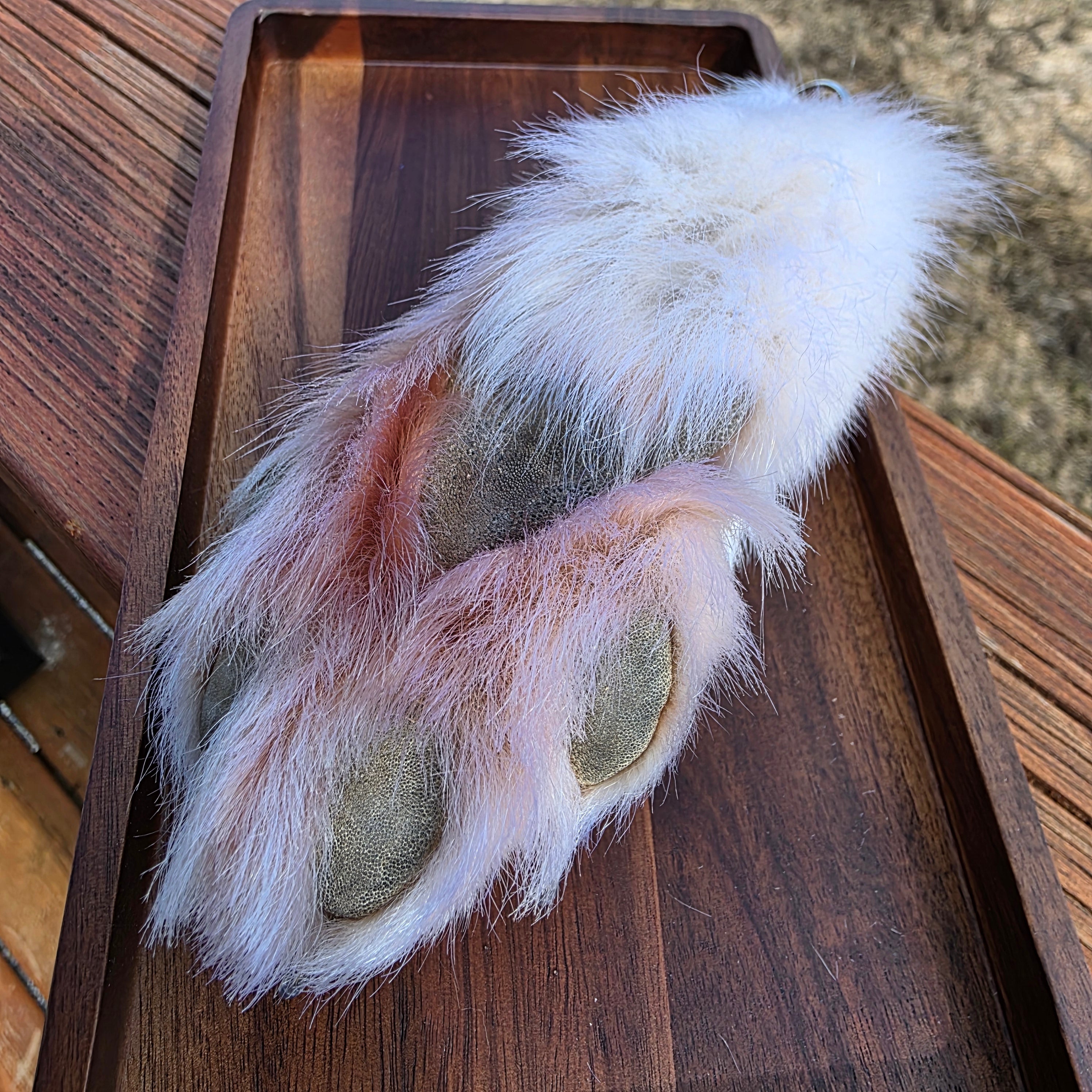 White Wolf Paws with claws