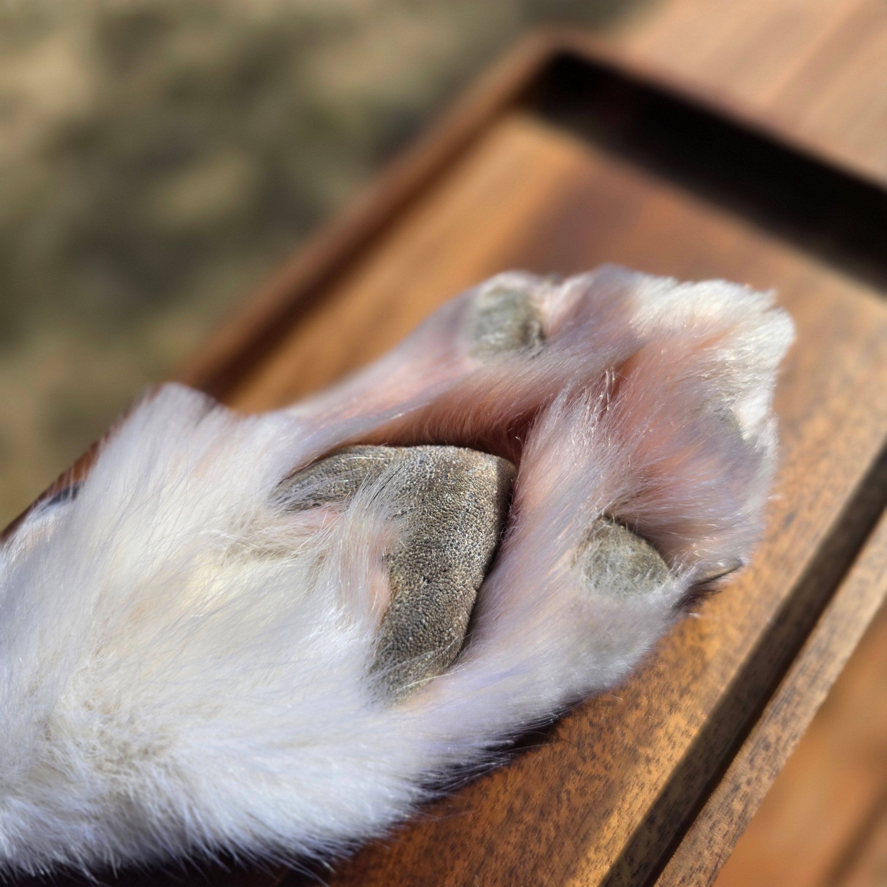White Wolf Paws with claws