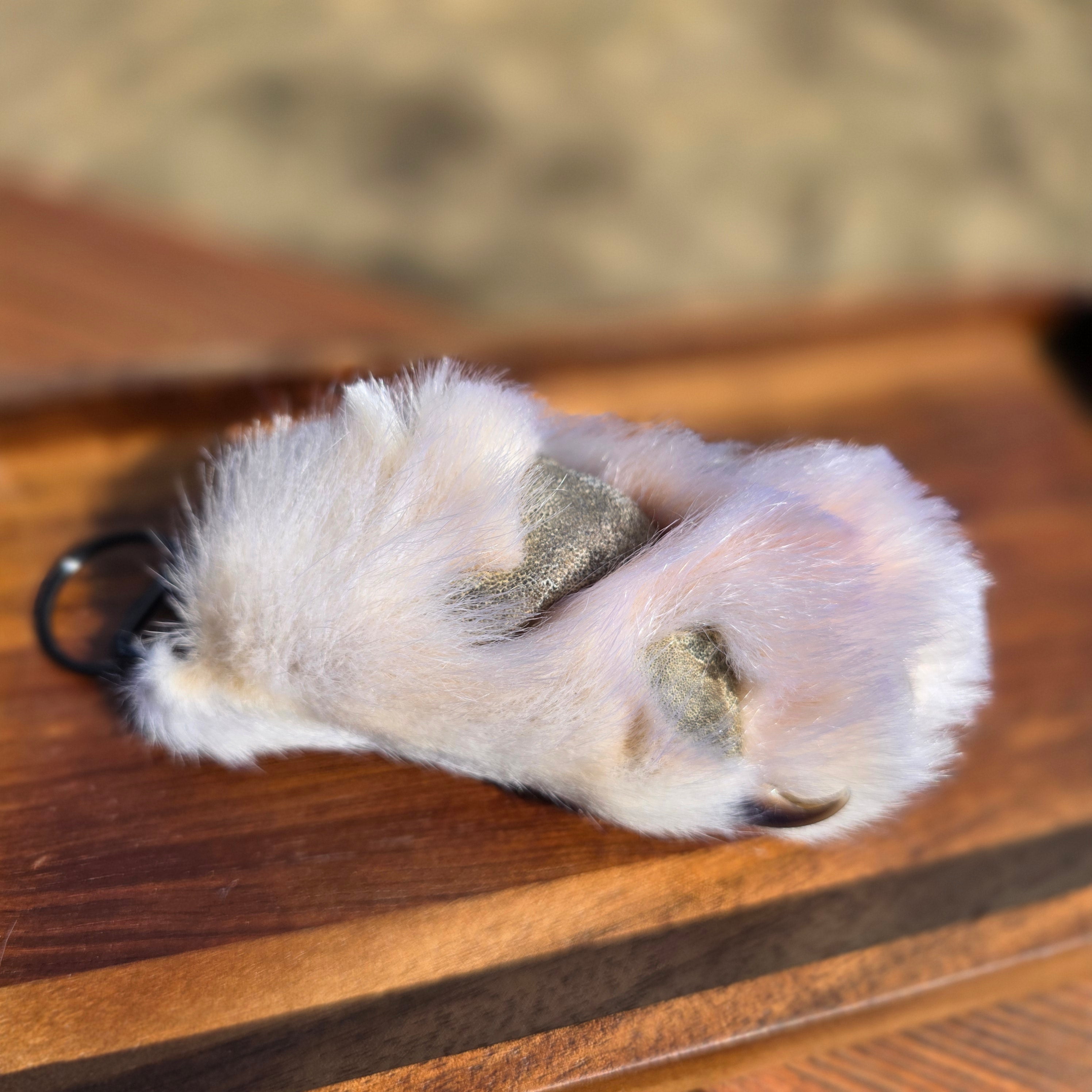 White Wolf Paws with claws