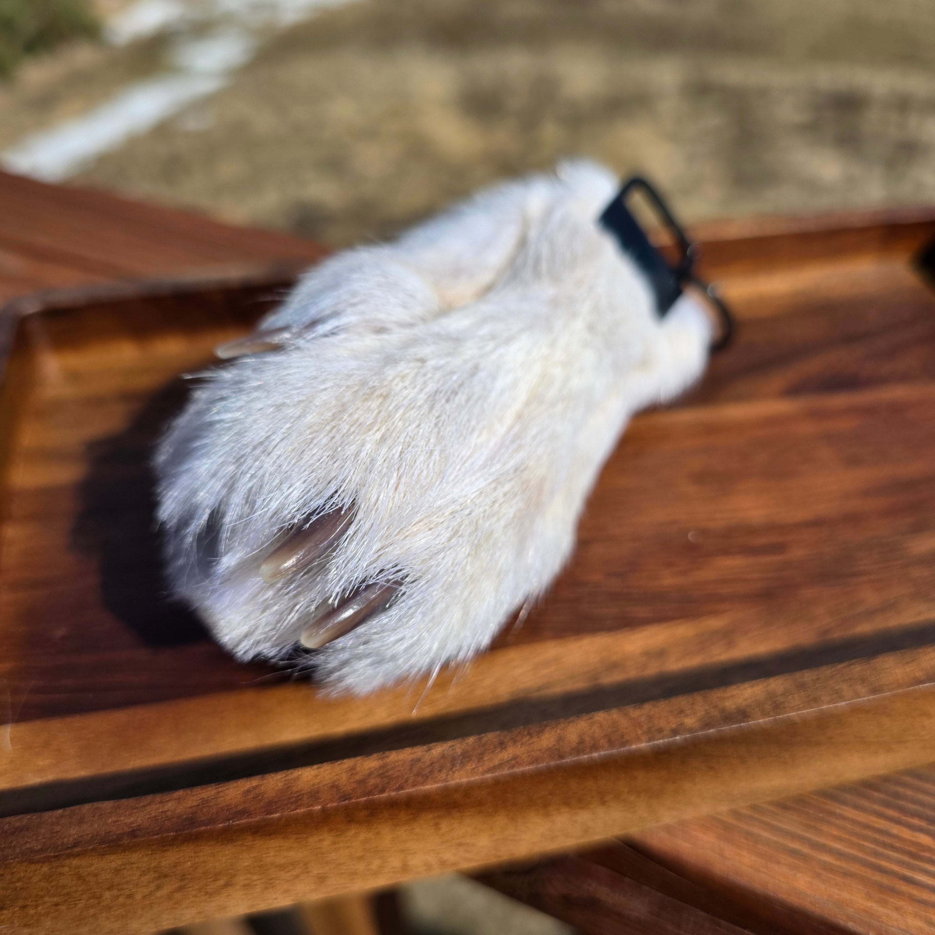 White Wolf Paws with claws